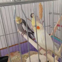 یه جفت عروس هلندی|پرنده|مشکین‌دشت, |دیوار