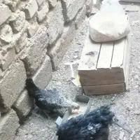 مرغ و خروس مینیاتور|حیوانات مزرعه|مهریز, |دیوار