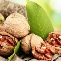 جای خواب و غذا شرکت آجیل