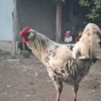 خروس گلین لری