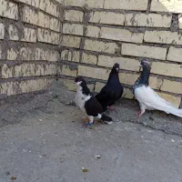 کفترپرنده