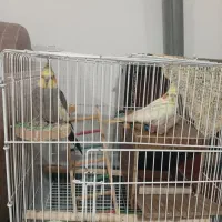عروس هلندی نر و ماده