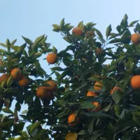 آب نارنج تازه و بهداشتی