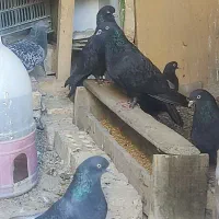 کبوتر سیاه پر درجه یک|پرنده|لاران, |دیوار