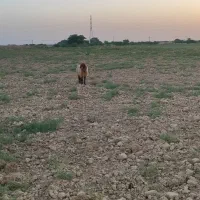یک عدد ورندیل یا دجیجه ماده|حیوانات مزرعه|امیدیه, |دیوار