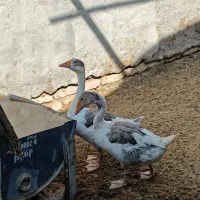 غاز