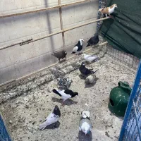 المانی تزینی