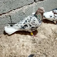 کبوتر|پرنده|زبرخان, |دیوار