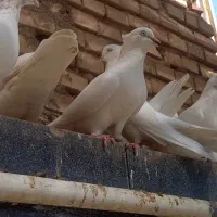 سفید ارکی|پرنده|بندر ماهشهر, |دیوار