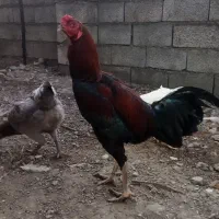 جوجه لاری افغان اصیل|حیوانات مزرعه|دابودشت, |دیوار