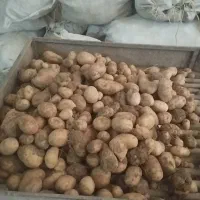 جیلی 1401 دهگلان