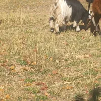 بزغاله چاق|حیوانات مزرعه|ازنا, |دیوار