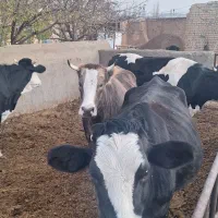 ۷راس ماده گاو شیری|حیوانات مزرعه|کمیجان, |دیوار