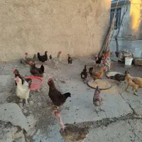 باسلام فروش مرغ گردن لخت محلی دیلگونی کرک