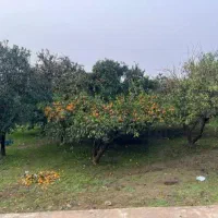 هزار متر باغ مرکبات سی ساله دلباز و باصفا