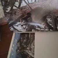 کتاب The Canadian Rockies اورجینال|کتاب و مجله آموزشی|تهران, دانشگاه شریف|دیوار