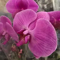 گیاه ارکیده