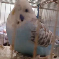 جفت مرغ عشق با وسایل|پرنده|زارچ, |دیوار