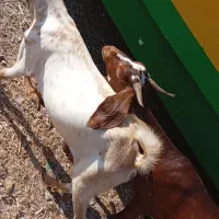 بره و بز