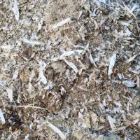 کود کبوتر ضل