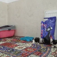 واگذاری گربه با وسایل