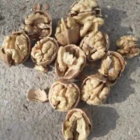 گردوی درجه یک امسال با ضمانت مرجوعی