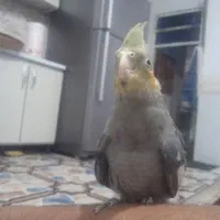 جوجه عروس