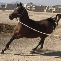 مادیان کره افعی