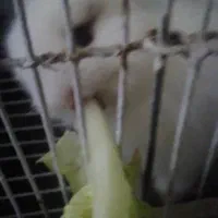 یک عدد خرگوش لوپ اصیل سفید