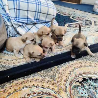 توله سگ|سگ|اراک, |دیوار