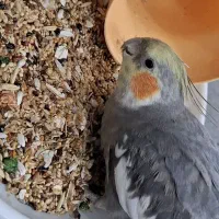 عروس هلندی محدوده درمانگاه لقمان گم شده