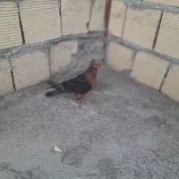 یه جفت جوجه پلاکی اصل معاوض طوقی