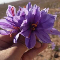 کود زعفران