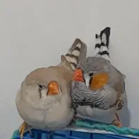 فنچ‌‌|پرنده|سنندج, |دیوار