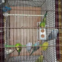 عروس هلندی مولد ، مرغ عشق ، فنچ نر|پرنده|قزوین, |دیوار