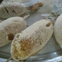 عسل کوهی