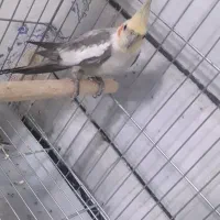 عروس هلندی نر|پرنده|مبارکه, |دیوار