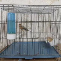 قناری سوخته نر بخون عالی