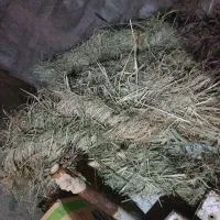 گیاه|گل و گیاه طبیعی|میناب, |دیوار