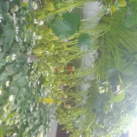 هرس حرفه ای انگور و درخت