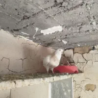 کبوتر طوقی|پرنده|آشخانه, |دیوار