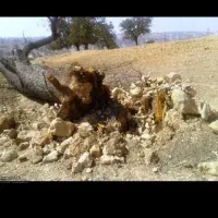 اره برقی قطع درخت  اس کریم