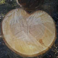 خریدار چوب، انواع درخت میوه و صنعتی