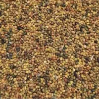 جو و تخم شبدر|خدمات باغبانی و درختکاری|شهرکرد, |دیوار