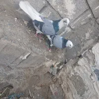 جفت شازده