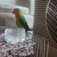 طوطی برزیلی|پرنده|مشهد, سراب|دیوار