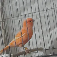 سهره کرمونی