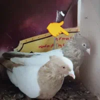 کفتر ماده گمشده