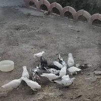 کفتر|پرنده|بستان آباد, |دیوار