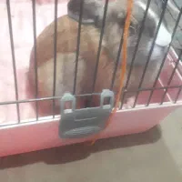 خرگوش خانگی